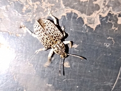 Cydianerus latruncularius