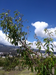 Prunus serotina capuli