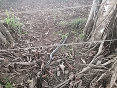 Chironius flavopictus