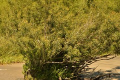 Phyllanthus sellowianus