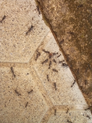 Labidus
