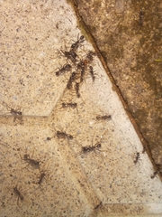Labidus