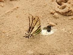 Protographium