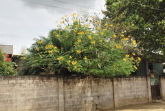Caesalpinia pulcherrima flava