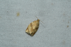 Adoxophyes negundana