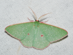 Chlorocoma cadmaria