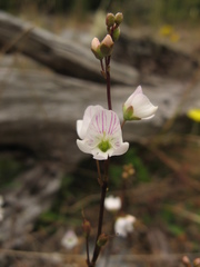 Veronica decora