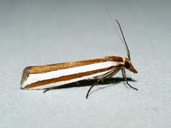 Corynophora lativittalis