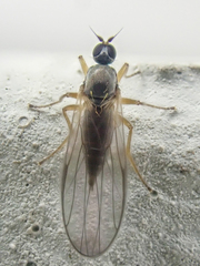 Tachydromiinae