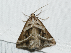 Dichromodes stilbiata
