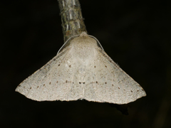 Oenochroma subustaria