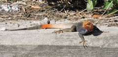 Agama picticauda