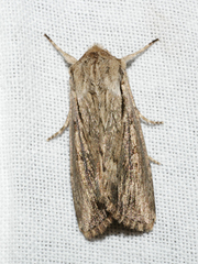 Persectania dyscrita