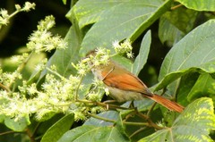 Cranioleuca subcristata