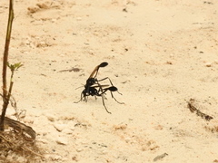 Eremnophila