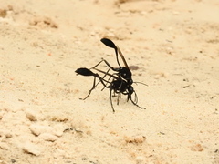Eremnophila