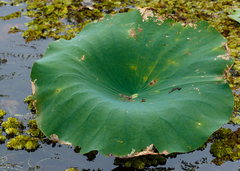 Nelumbo