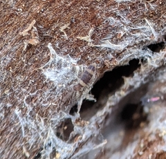 Entomobrya clitellaria