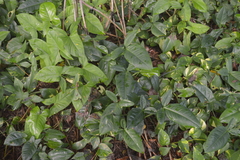 Syngonium auritum