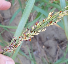Panicum amarum amarum