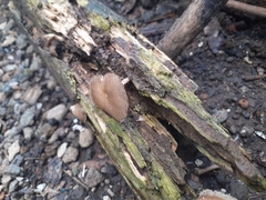 Cyclocybe parasitica