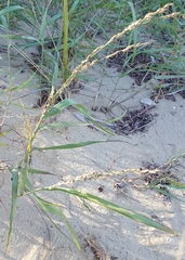 Panicum amarum amarum