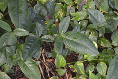 Syngonium auritum
