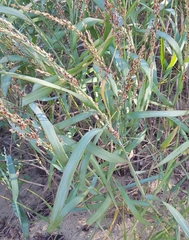 Panicum amarum amarum