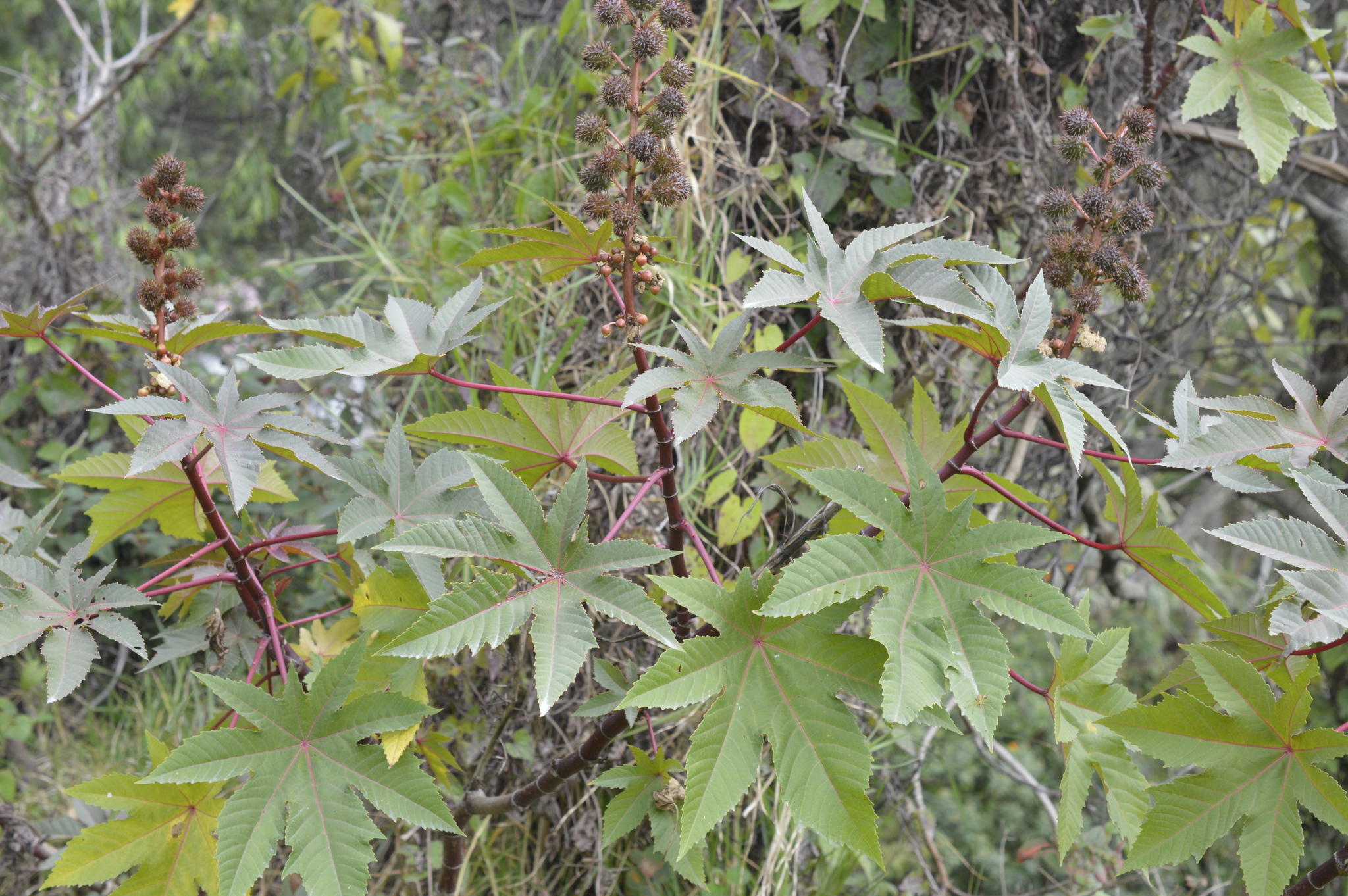 Ricinus image