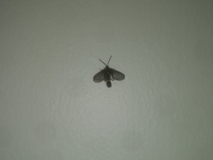 Psichotoe duvaucelii