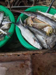 Crenimugil crenilabis