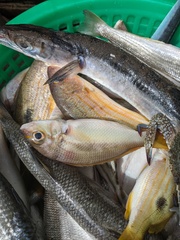 Lutjanus vitta