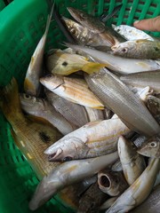 Lutjanus fulviflamma