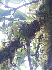 Epidendrum nanosimplex