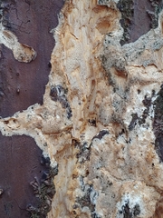 Butyrea luteoalba