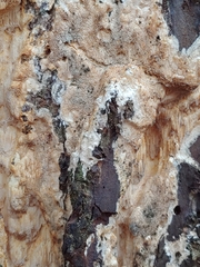 Butyrea luteoalba