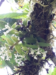 Epidendrum nanosimplex