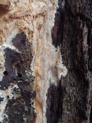 Butyrea luteoalba