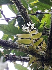Epidendrum nanosimplex