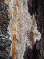 Butyrea luteoalba