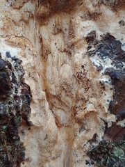 Butyrea luteoalba