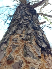 Butyrea luteoalba