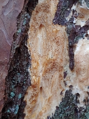 Butyrea luteoalba
