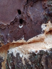 Butyrea luteoalba