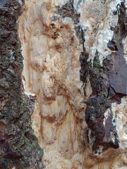 Butyrea luteoalba