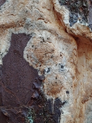Butyrea luteoalba