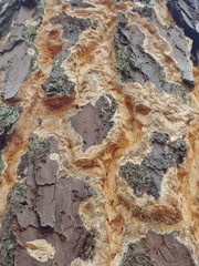 Butyrea luteoalba
