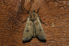 Euxoa ochrogaster