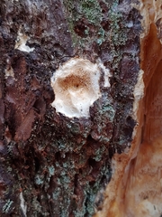 Butyrea luteoalba
