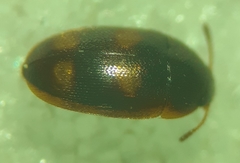 Litargus tetraspilotus